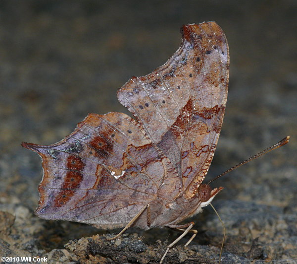 Question Mark (Polygonia interrogationis)