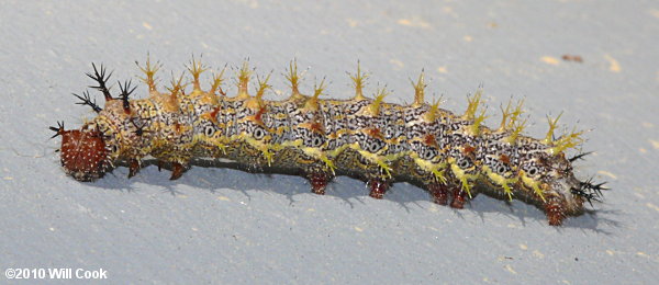 Question Mark (Polygonia interrogationis) caterpillar