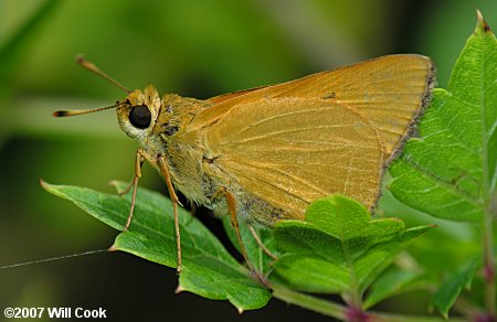 Rare Skipper (Problema bulenta)