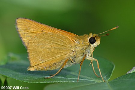 Rare Skipper (Problema bulenta)