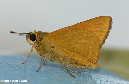 Rare Skipper (Problema bulenta)