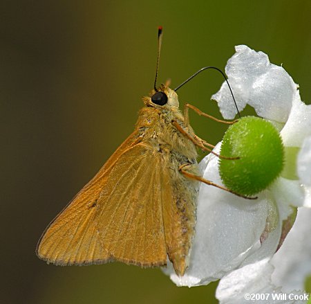 Rare Skipper (Problema bulenta)