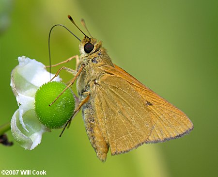 Rare Skipper (Problema bulenta)