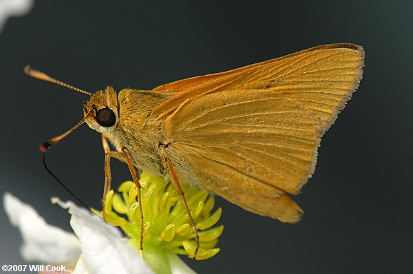 Rare Skipper (Problema bulenta)