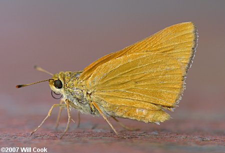 Rare Skipper (Problema bulenta)