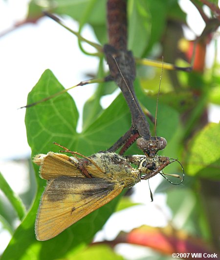 Rare Skipper (Problema bulenta)