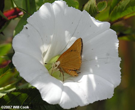 Rare Skipper (Problema bulenta)