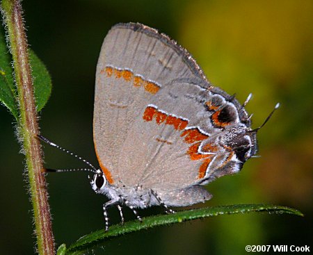 Red-banded Hairstreak (Calycopis cecrops)