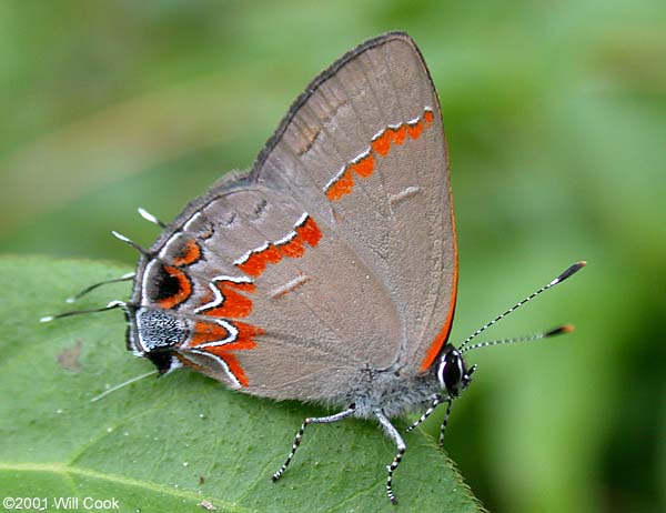 Red-banded Hairstreak (Calycopis cecrops)