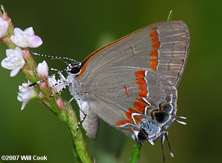 Red-banded Hairstreak (Calycopis cecrops)