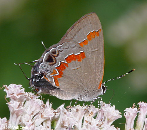 Red-banded Hairstreak (Calycopis cecrops)