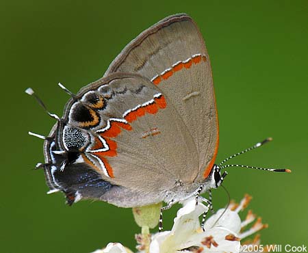 Red-banded Hairstreak (Calycopis cecrops)