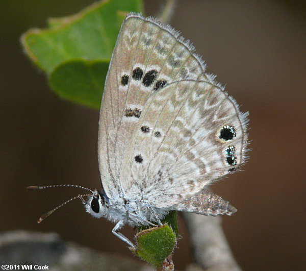 Reakirt's Blue (Echinargus isola)