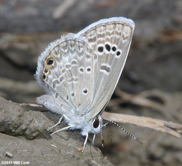 Reakirt's Blue (Echinargus isola)