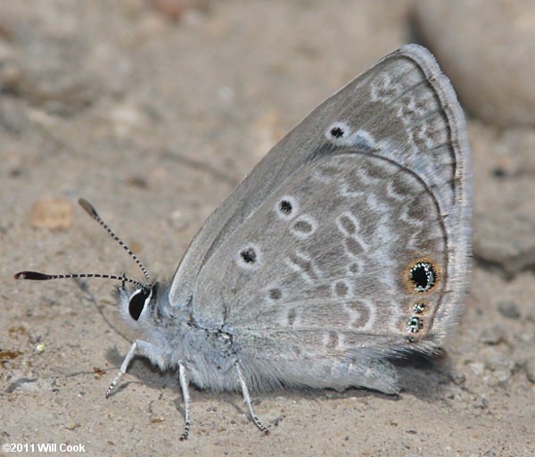 Reakirt's Blue (Echinargus isola)