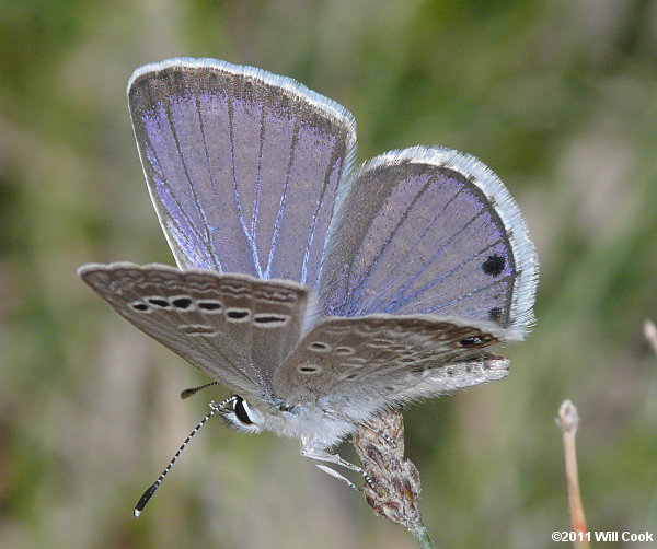 Reakirt's Blue (Echinargus isola)