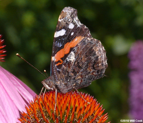 Red Admiral (Vanessa atalanta)