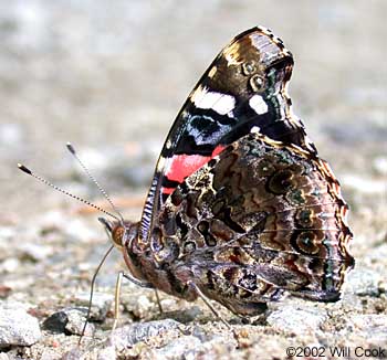 Red Admiral (Vanessa atalanta)