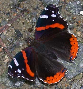 Red Admiral (Vanessa atalanta)