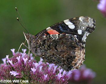 Red Admiral (Vanessa atalanta)