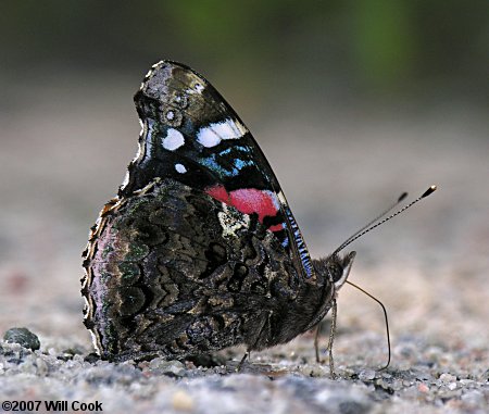 Red Admiral (Vanessa atalanta)