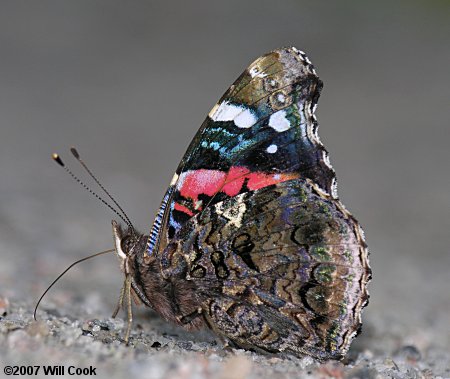 Red Admiral (Vanessa atalanta)