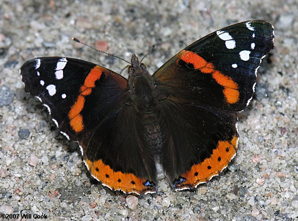 Red Admiral (Vanessa atalanta)