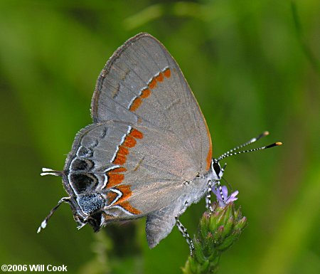 Red-banded Hairstreak (Calycopis cecrops)