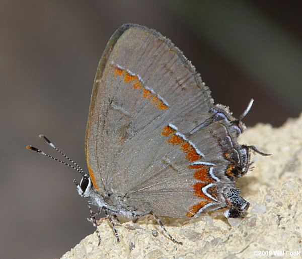 Red-banded Hairstreak (Calycopis cecrops)