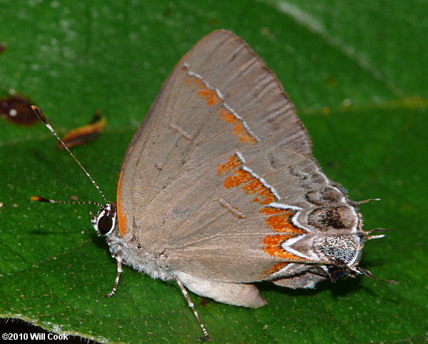 Red-banded Hairstreak (Calycopis cecrops)