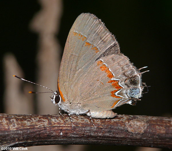 Red-banded Hairstreak (Calycopis cecrops)