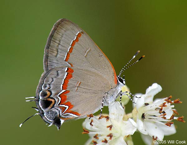 Red-banded Hairstreak (Calycopis cecrops)