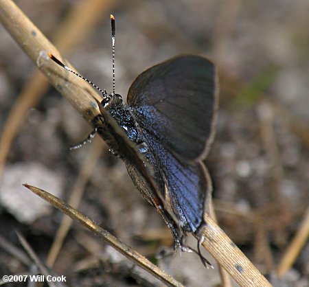 Red-banded Hairstreak (Calycopis cecrops)