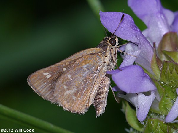 Reversed Roadside-Skipper (Amblyscirtes reversa)