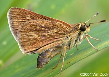 Reversed Roadside-Skipper (Amblyscirtes reversa)