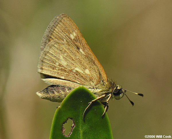 Reversed Roadside-Skipper (Amblyscirtes reversa)