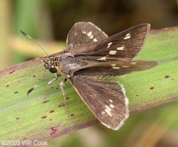 Reversed Roadside-Skipper (Amblyscirtes reversa)