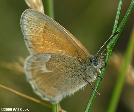 Northwest Common Ringlet (Coenonympha tullia ampelos)