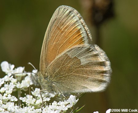 Northwest Common Ringlet (Coenonympha tullia ampelos)