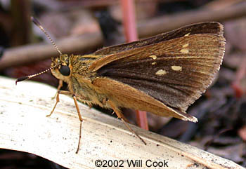 Reversed Roadside-Skipper (Amblyscirtes reversa)