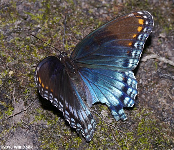 Red-spotted Purple (Limenitis arthemis astyanax)