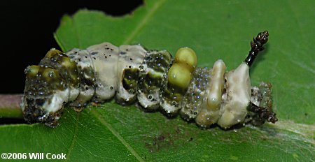 Red-spotted Purple (Limenitis arthemis astyanax) caterpillar