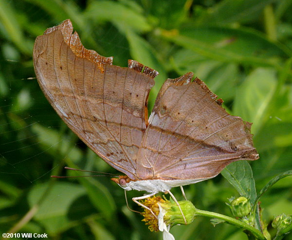 Ruddy Daggerwing (Marpesia petreus)