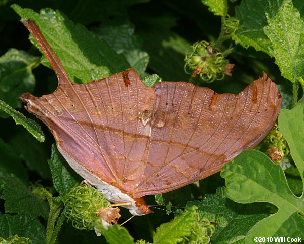 Ruddy Daggerwing (Marpesia petreus)