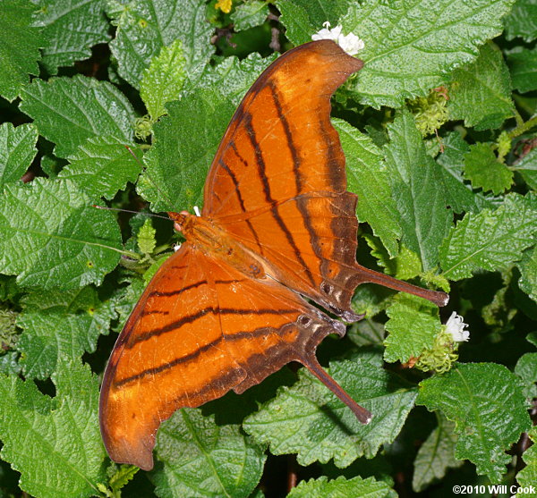 Ruddy Daggerwing (Marpesia petreus)