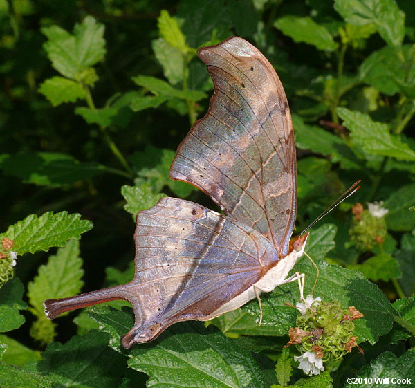 Ruddy Daggerwing (Marpesia petreus)