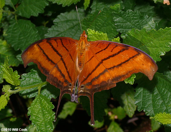 Ruddy Daggerwing (Marpesia petreus)