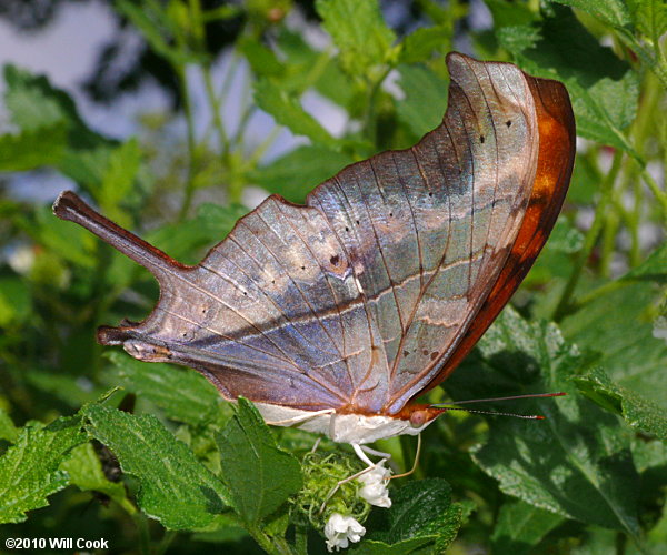 Ruddy Daggerwing (Marpesia petreus)