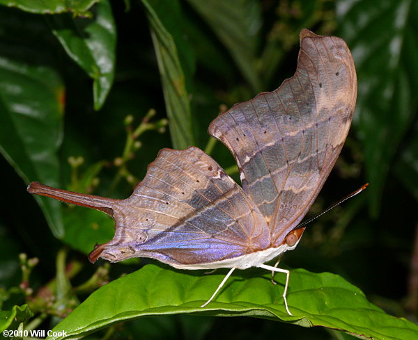 Ruddy Daggerwing (Marpesia petreus)