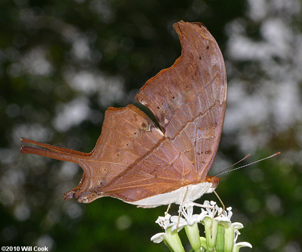 Ruddy Daggerwing (Marpesia petreus)